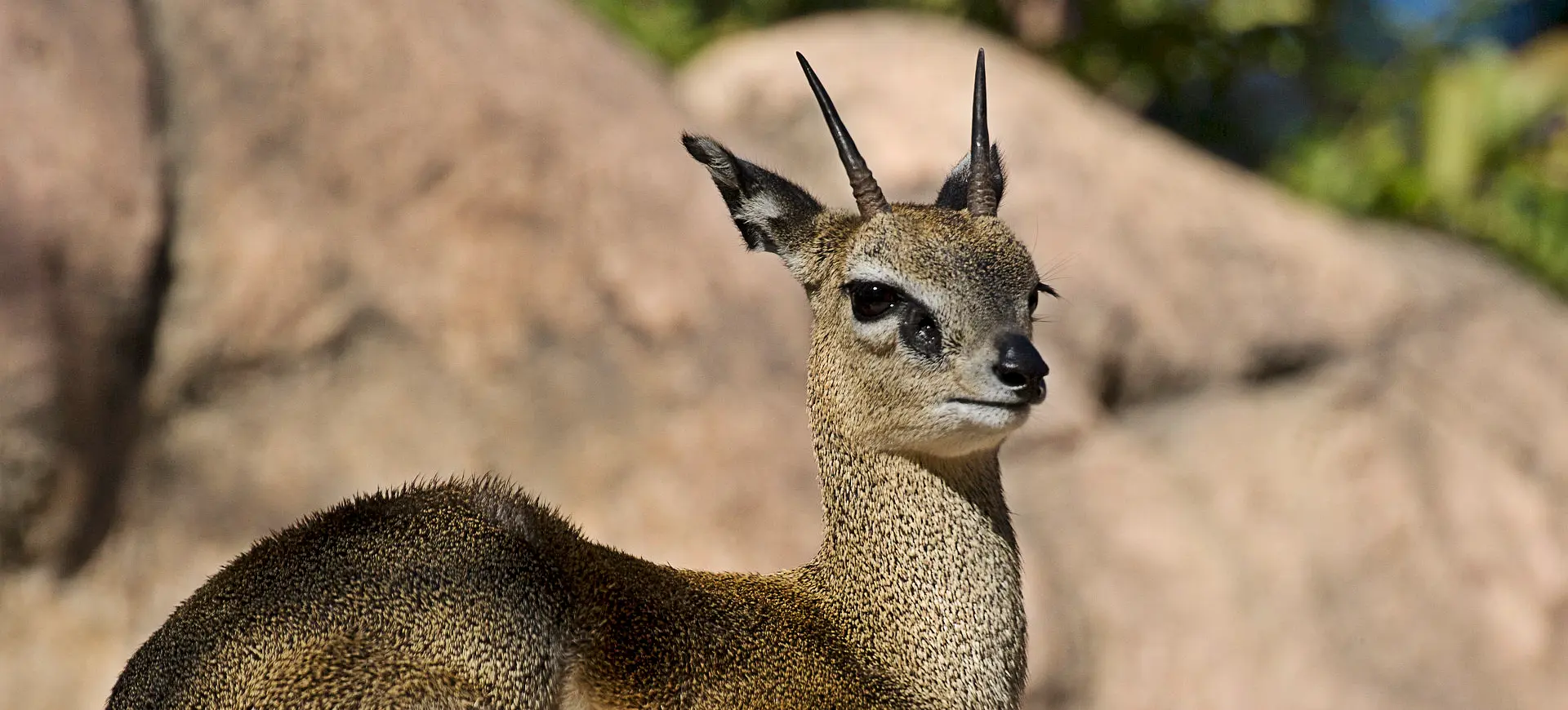 Klipspringer