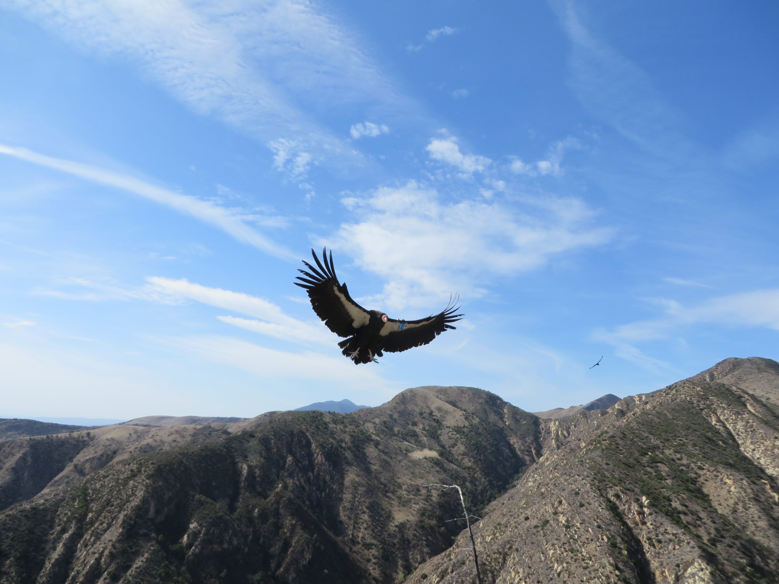 Definitive Guide To California Condor Facts Habitat Conservation Definitive Guide To California Condor Facts Habitat Conservation