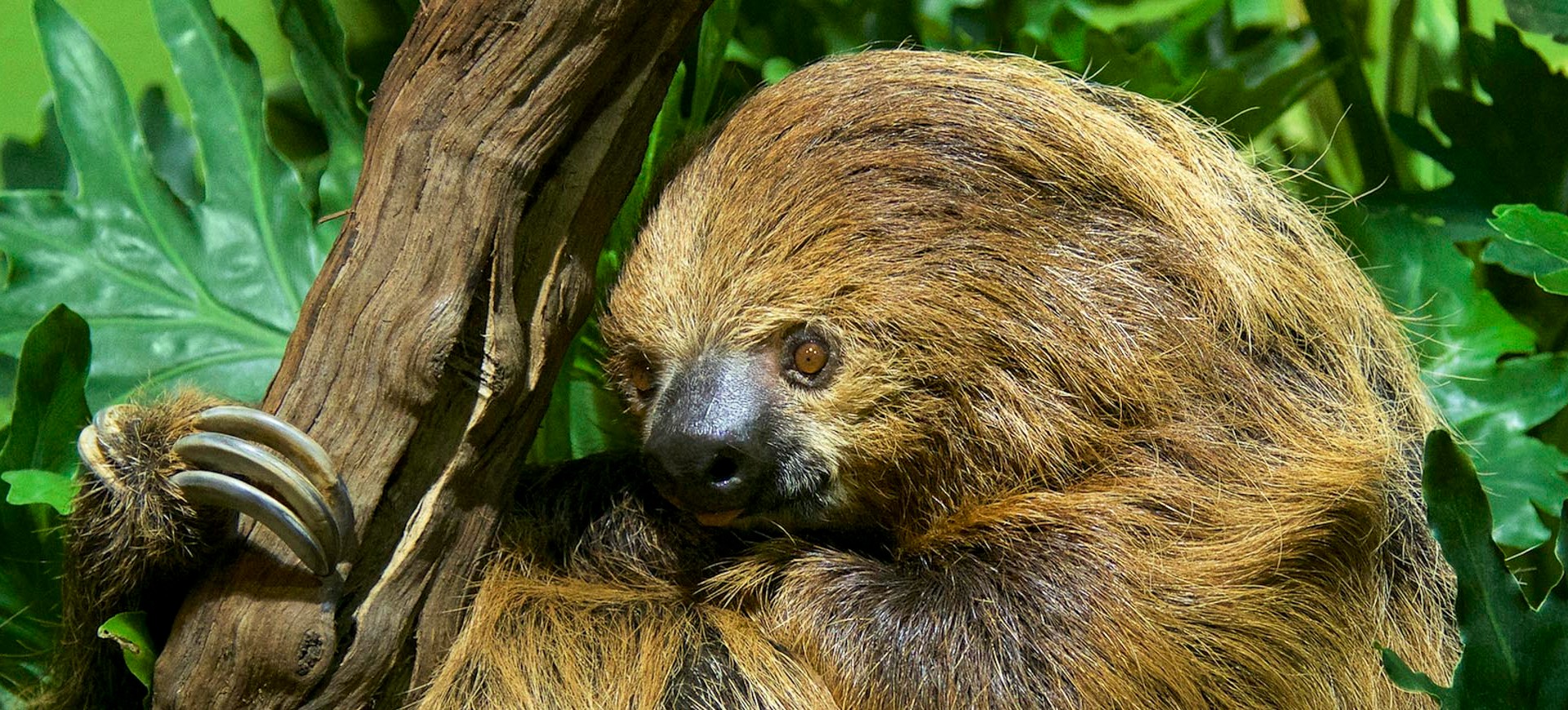 Linnaeus's Two-Toed Sloth