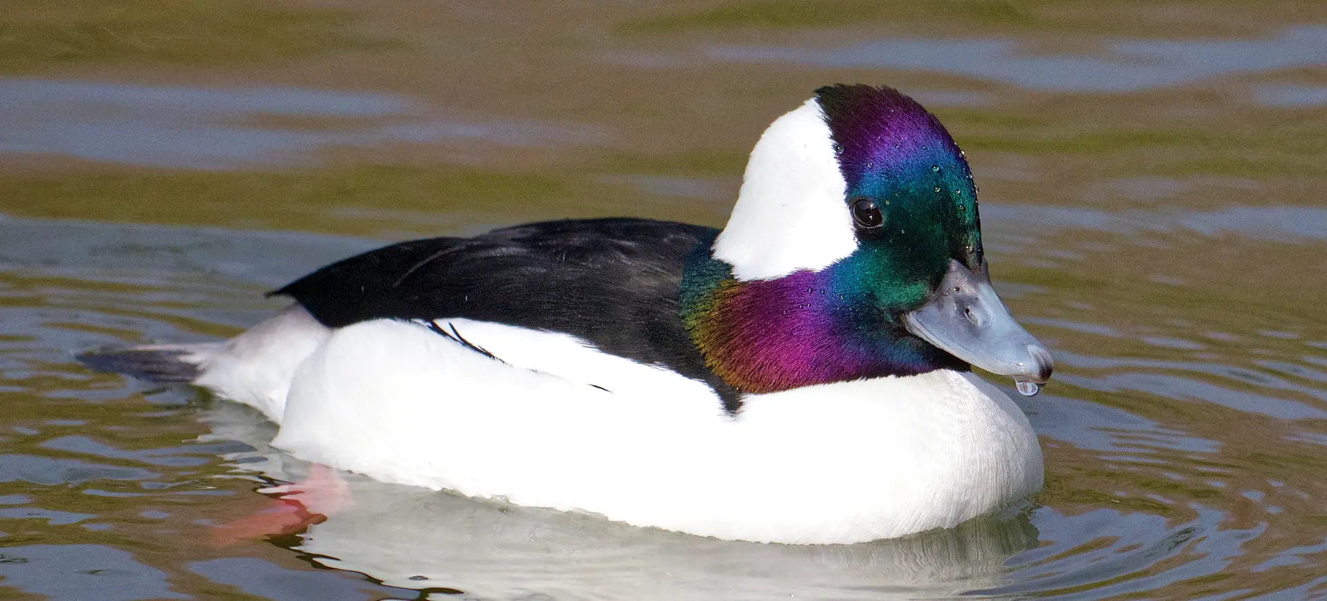 Bufflehead