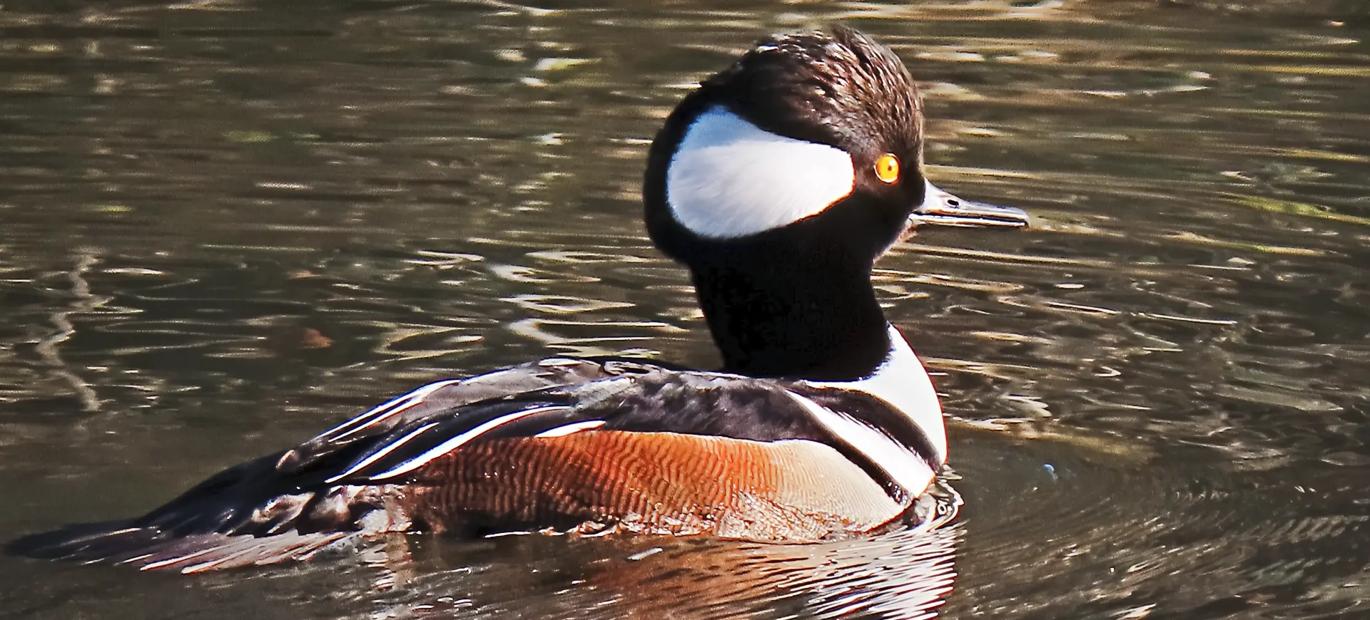 Hooded Merganser