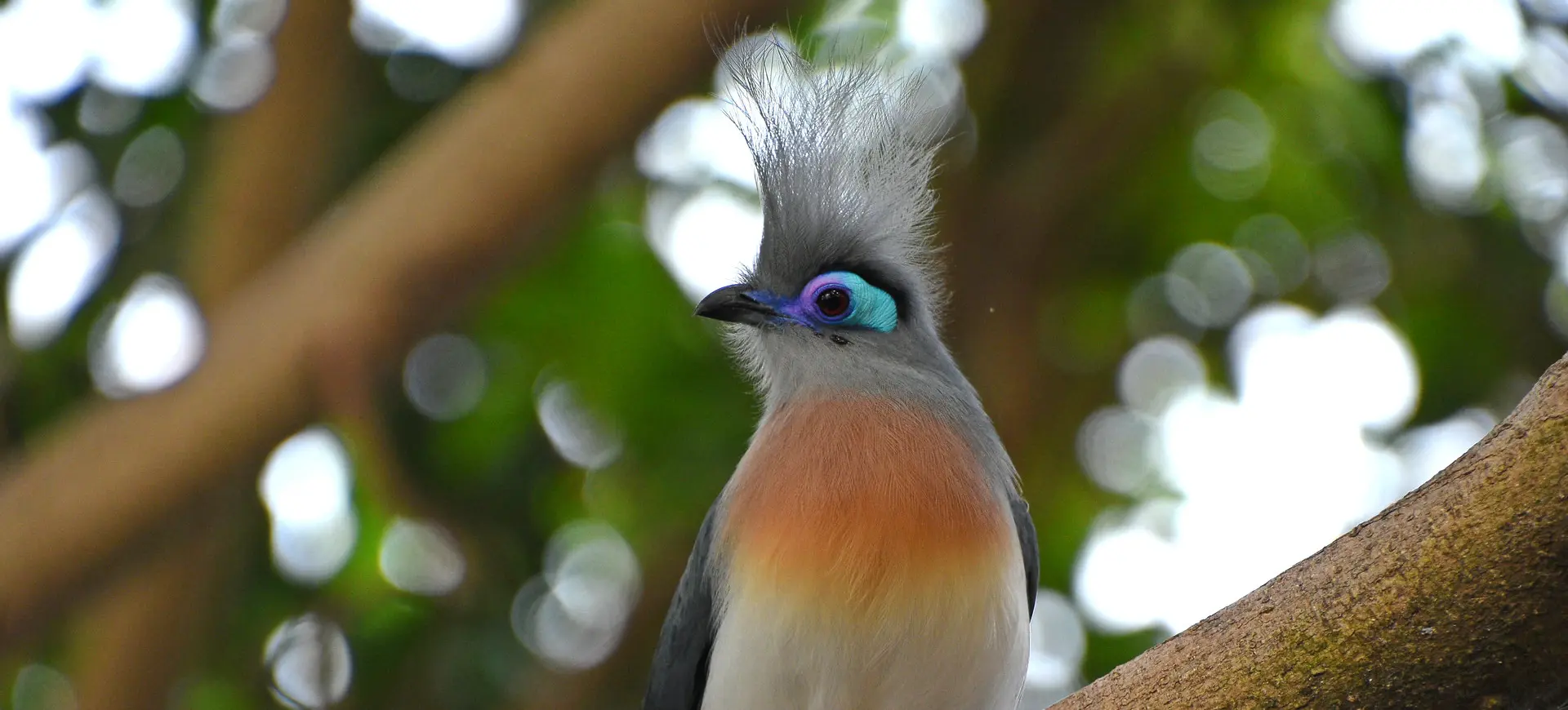 Crested Coua