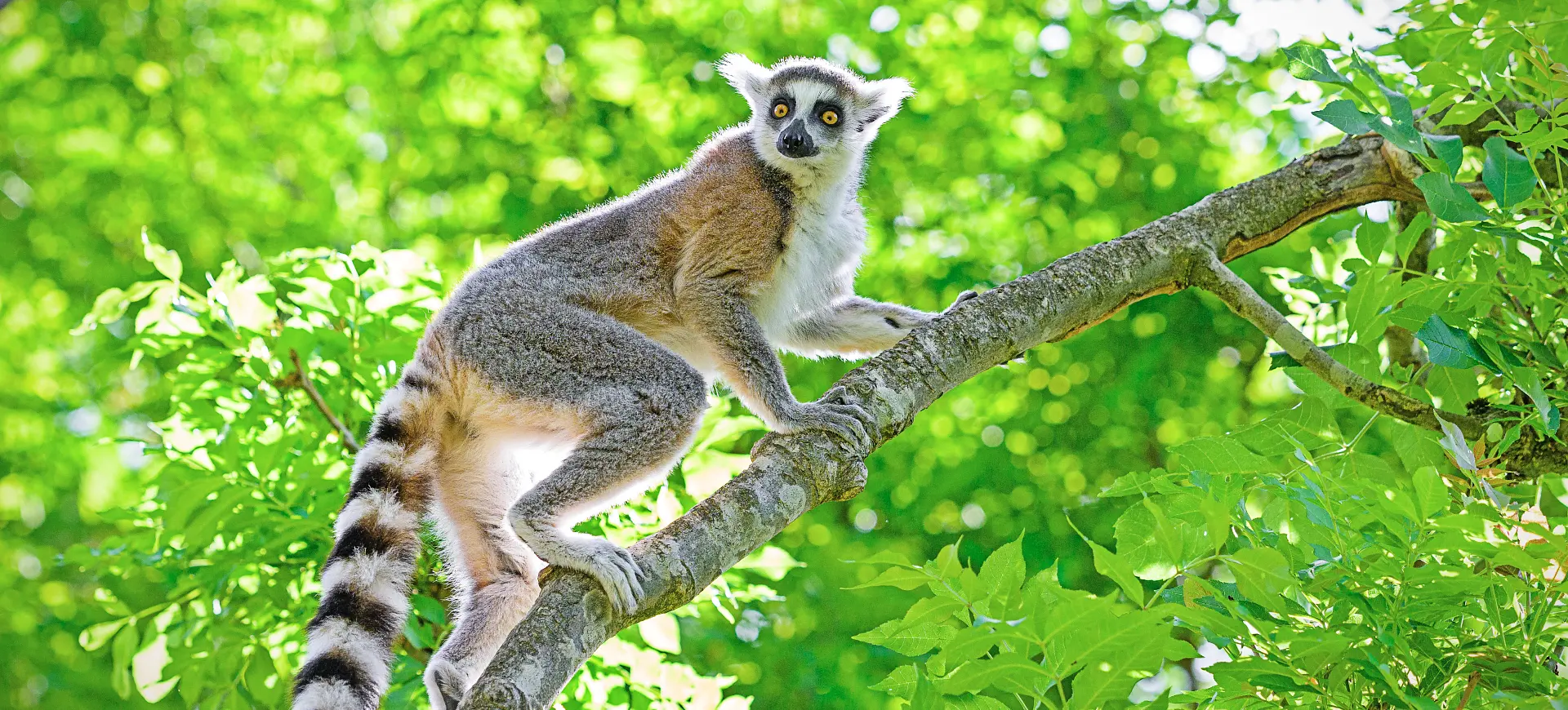 Ring-tailed Lemur