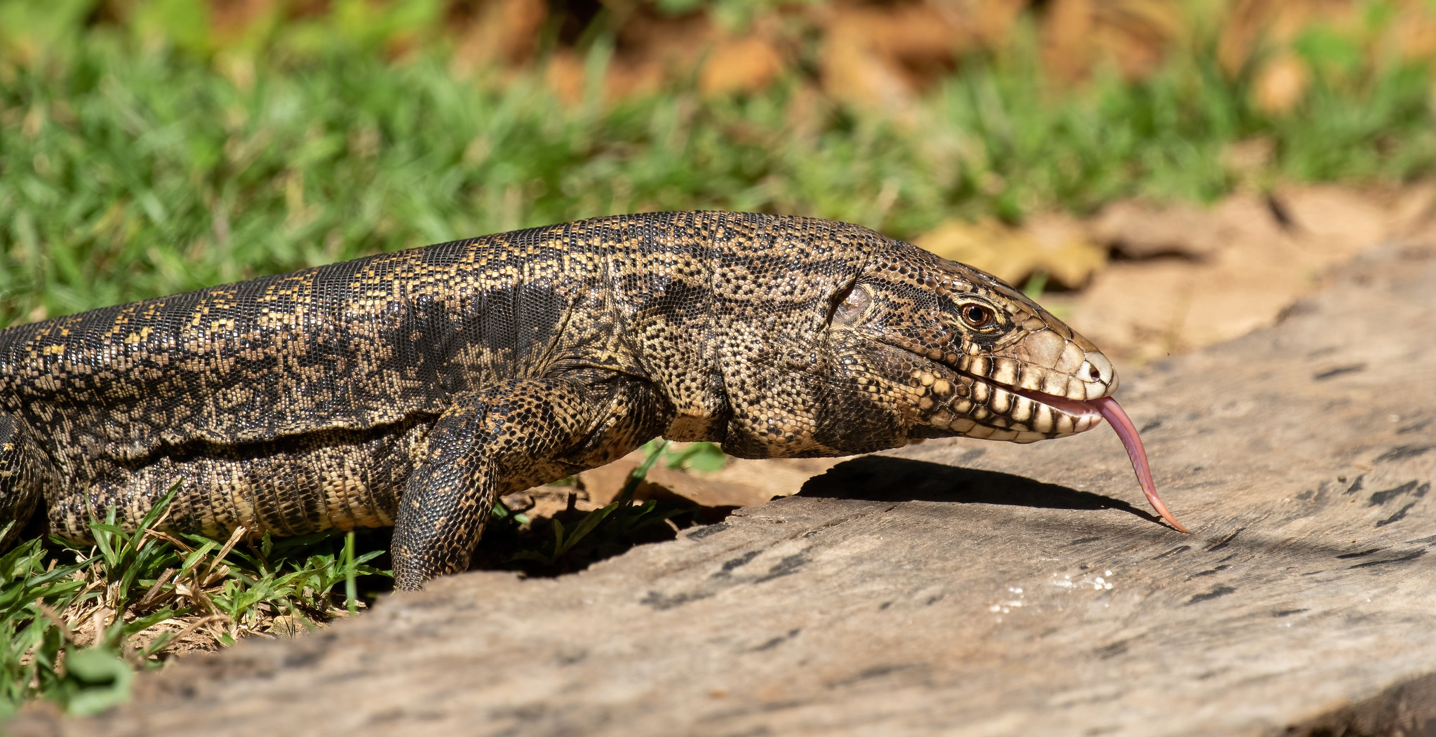 Definitive Guide To Black-and-white Tegu Facts, Habitat, Conservation ...