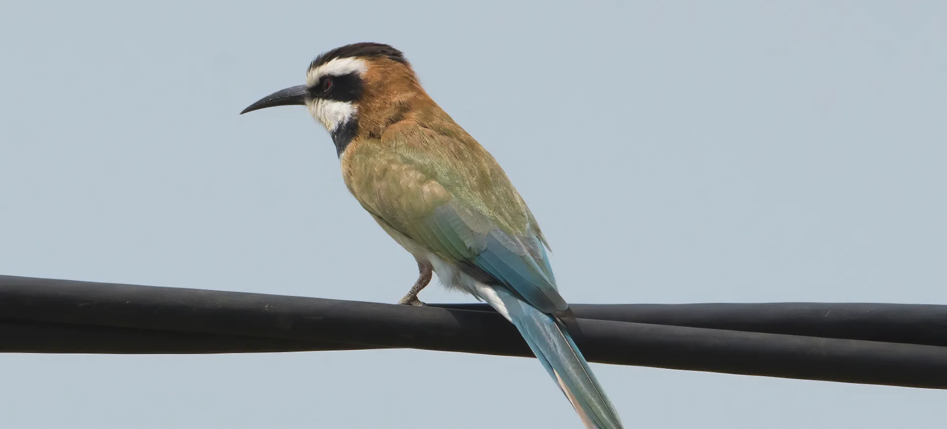 White-throated Bee-eater