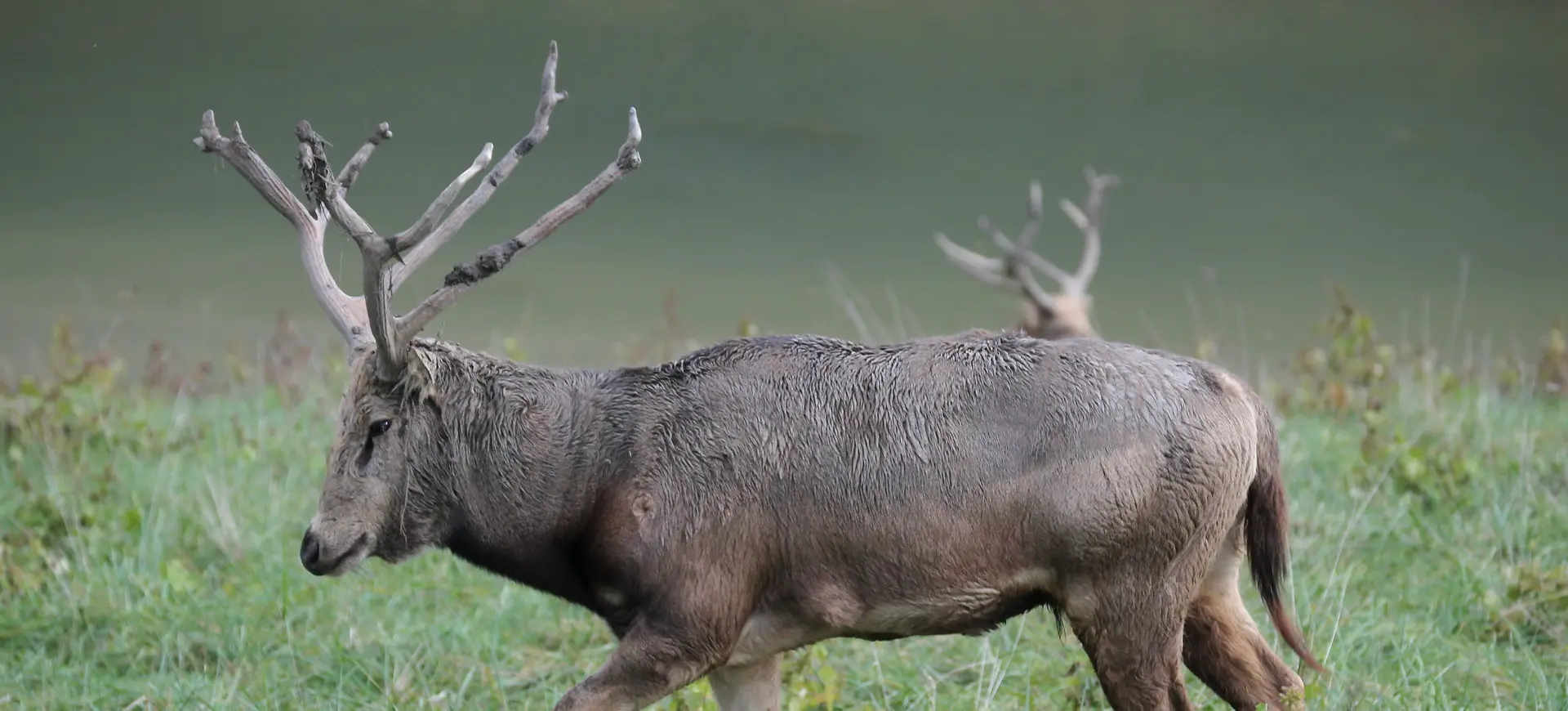 Père David's Deer