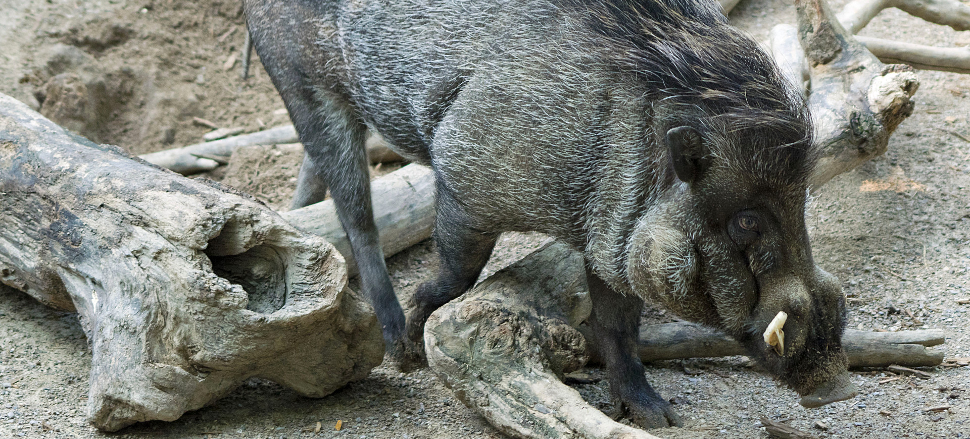 Visayan Warty Pig