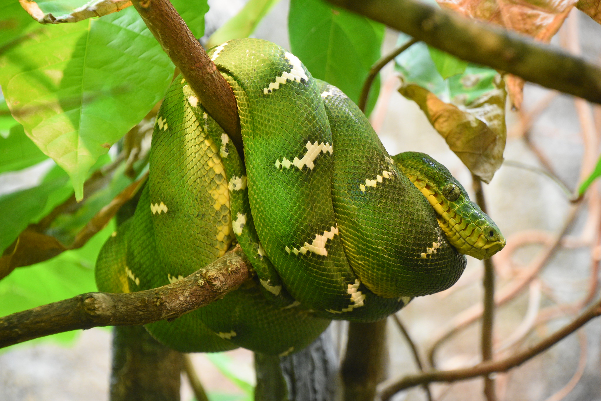 Emerald Tree Boa Facts, Habitat, Conservation Status, Zoo Populations
