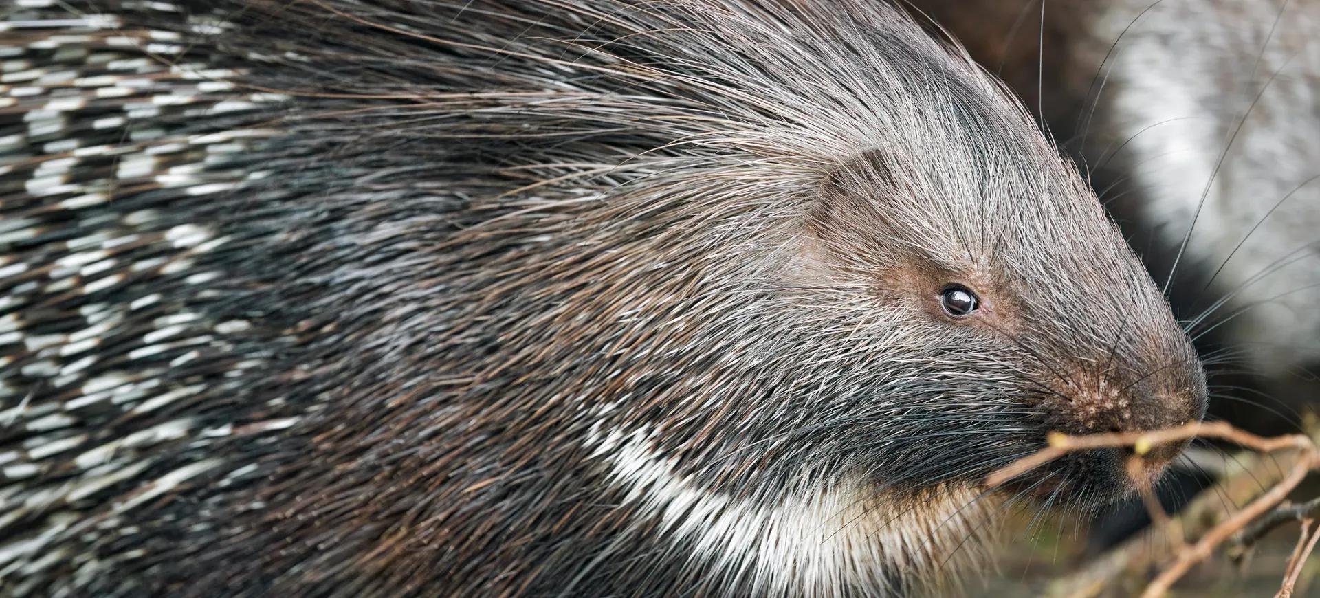 African Crested Porcupine