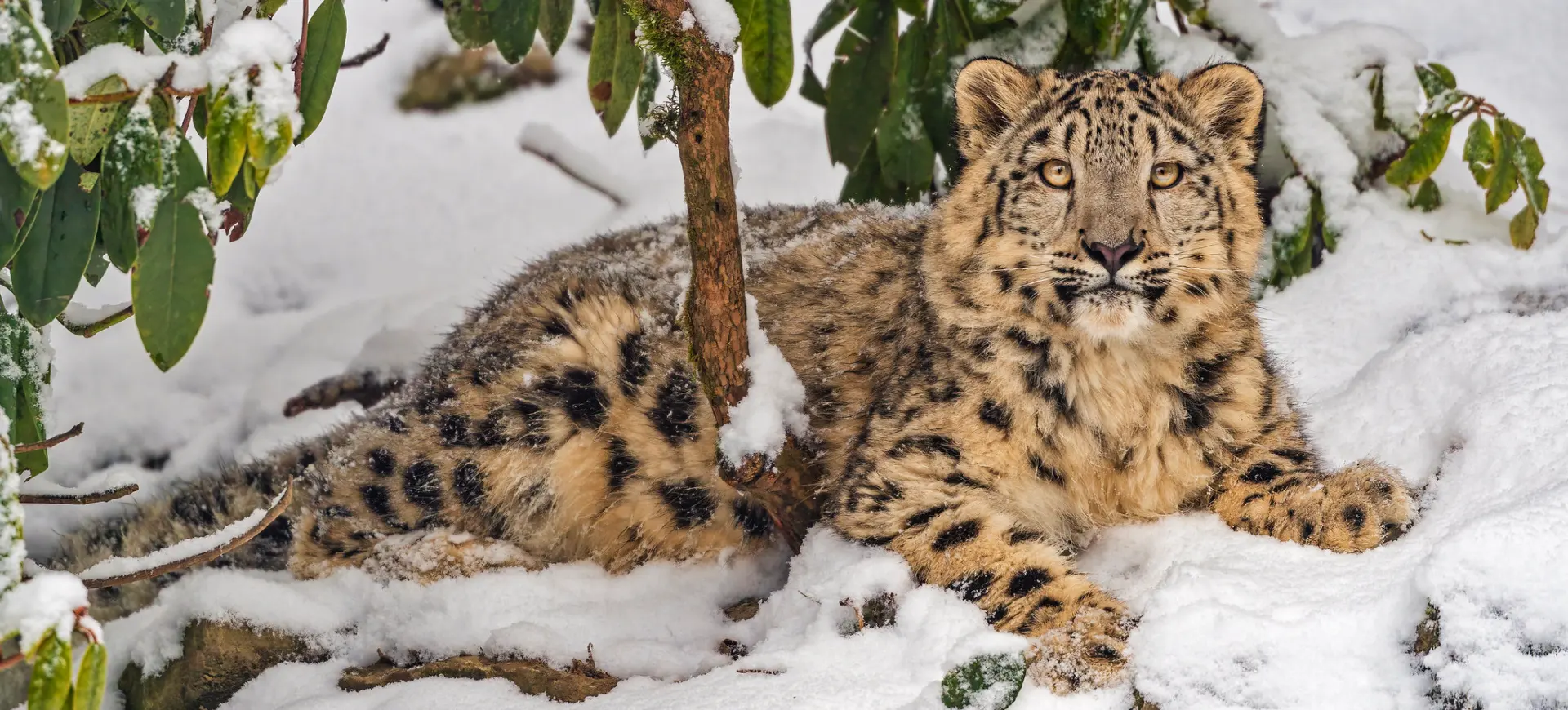 Snow Leopard