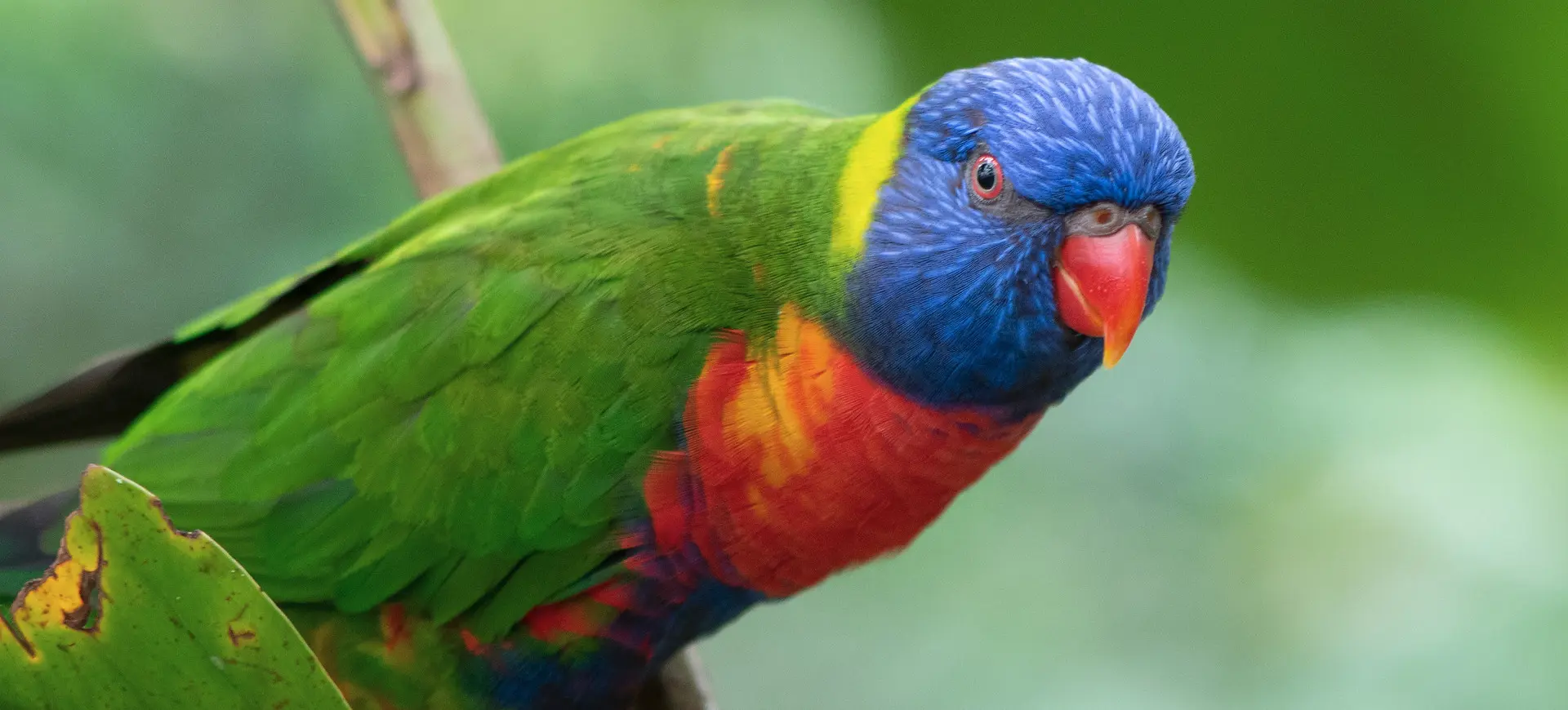 Rainbow Lorikeet