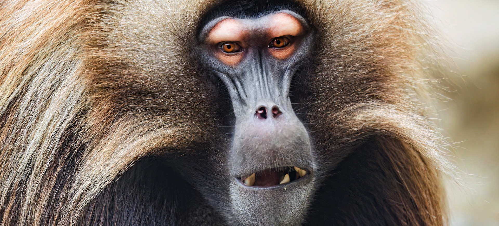 Gelada