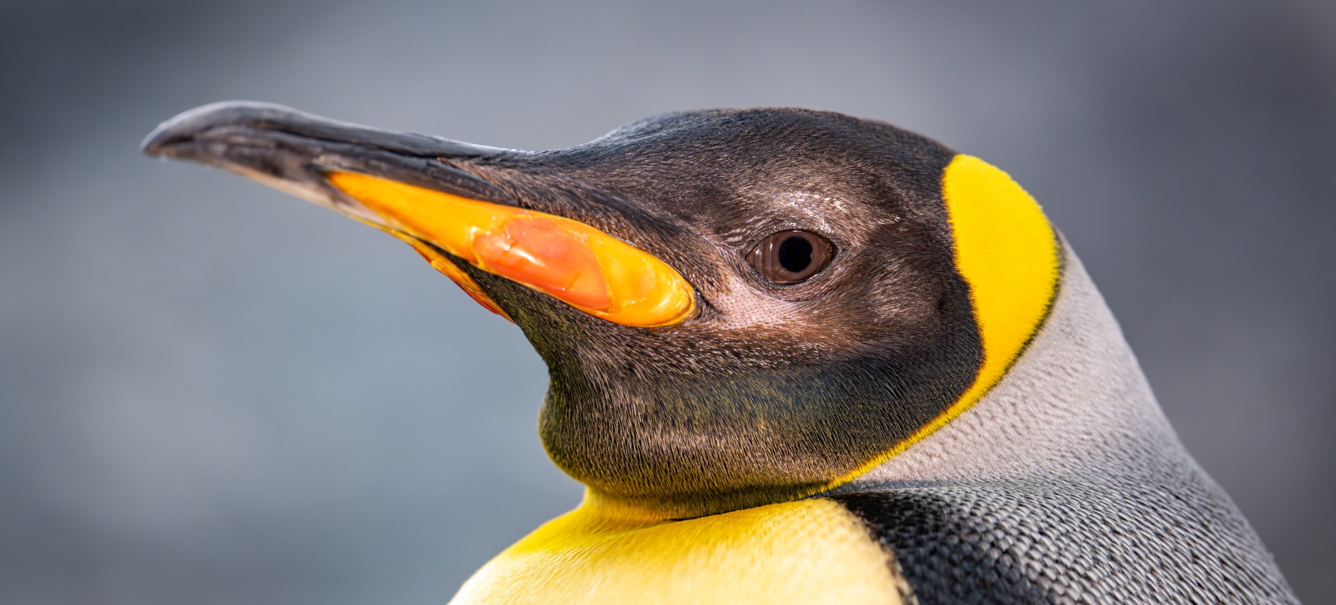 King Penguin