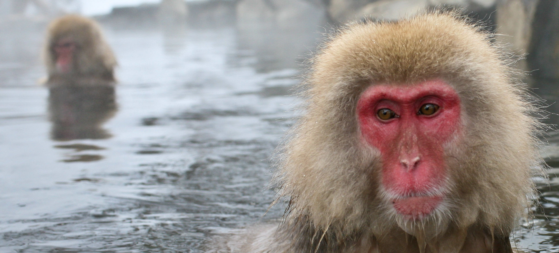 Japanese Macaque