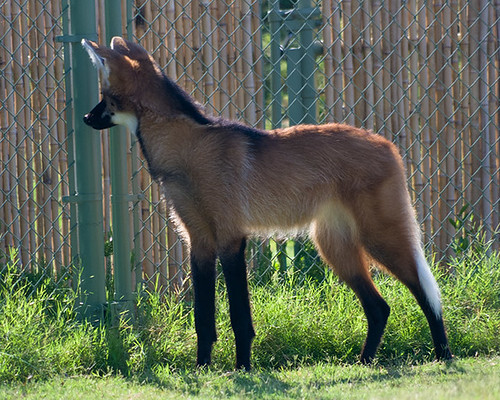 Maned Wolf