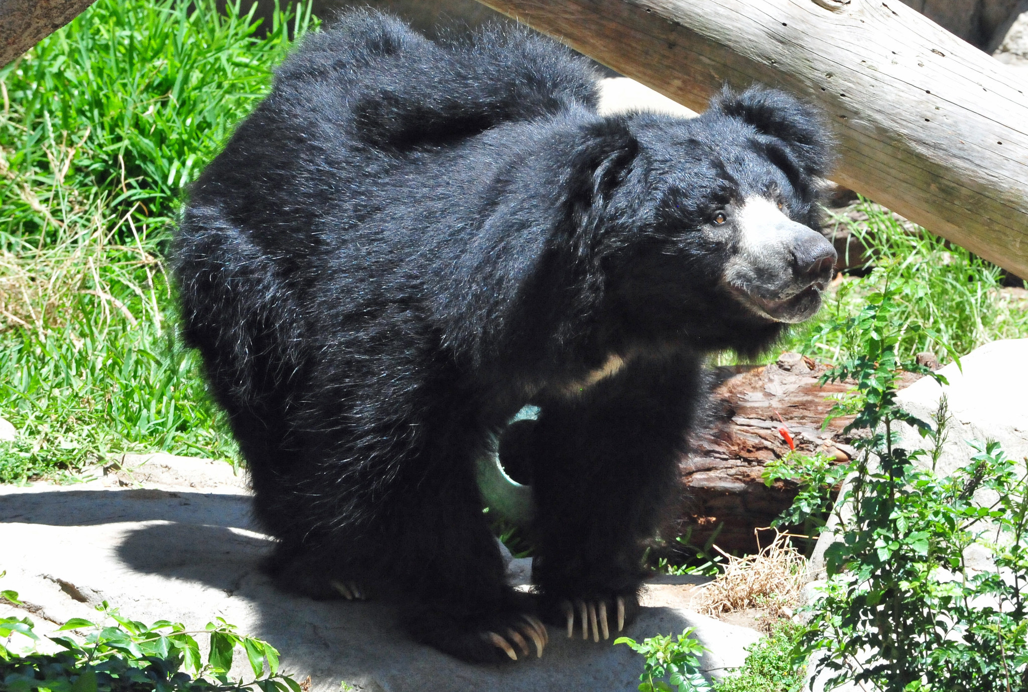 Definitive Guide To Sloth Bear Facts Habitat Conservation Status Zoo Definitive Guide To Sloth Bear Facts Habitat Conservation Status Zoo