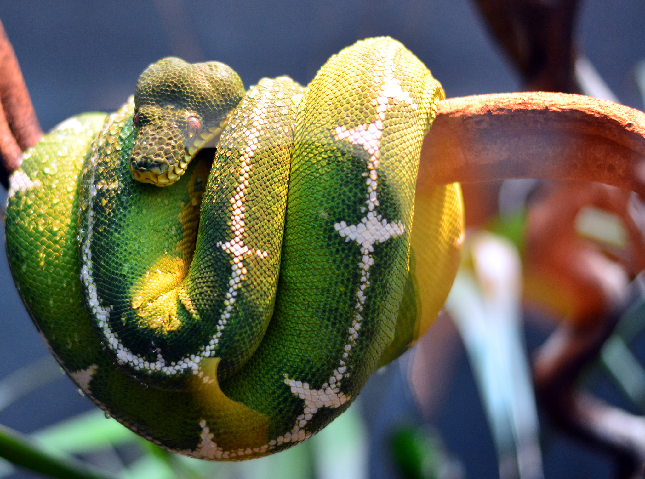 Emerald Tree Boa Facts, Habitat, Conservation Status, Zoo Populations