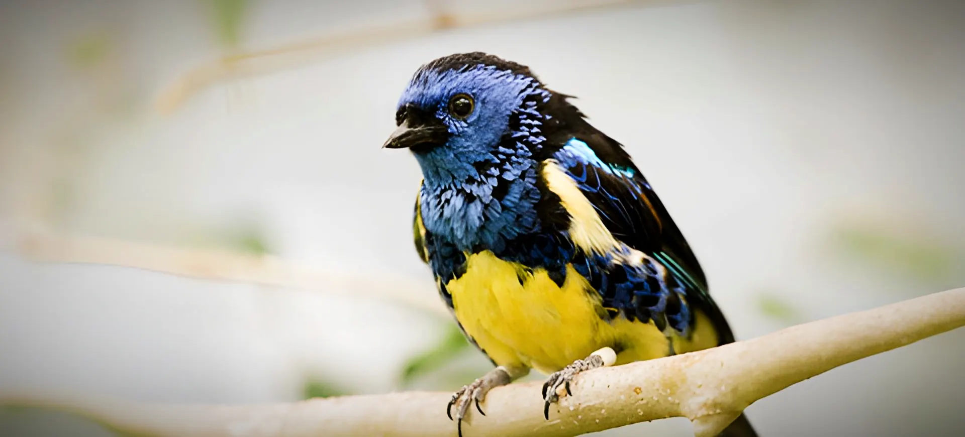 Turquoise Tanager