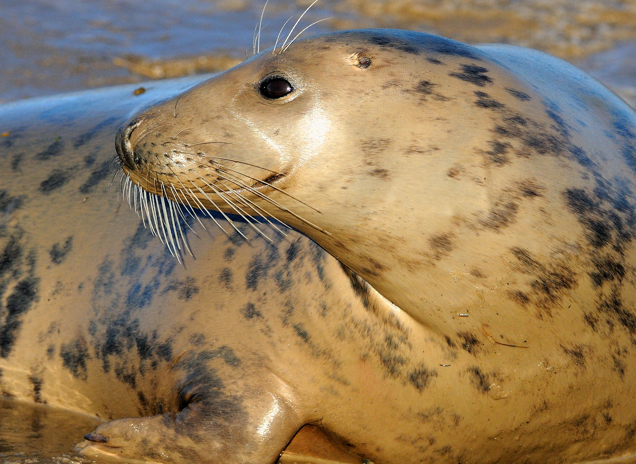 Definitive Guide To Gray Seal Facts Habitat Conservation Status Zoo Definitive Guide To Gray Seal Facts Habitat Conservation Status Zoo
