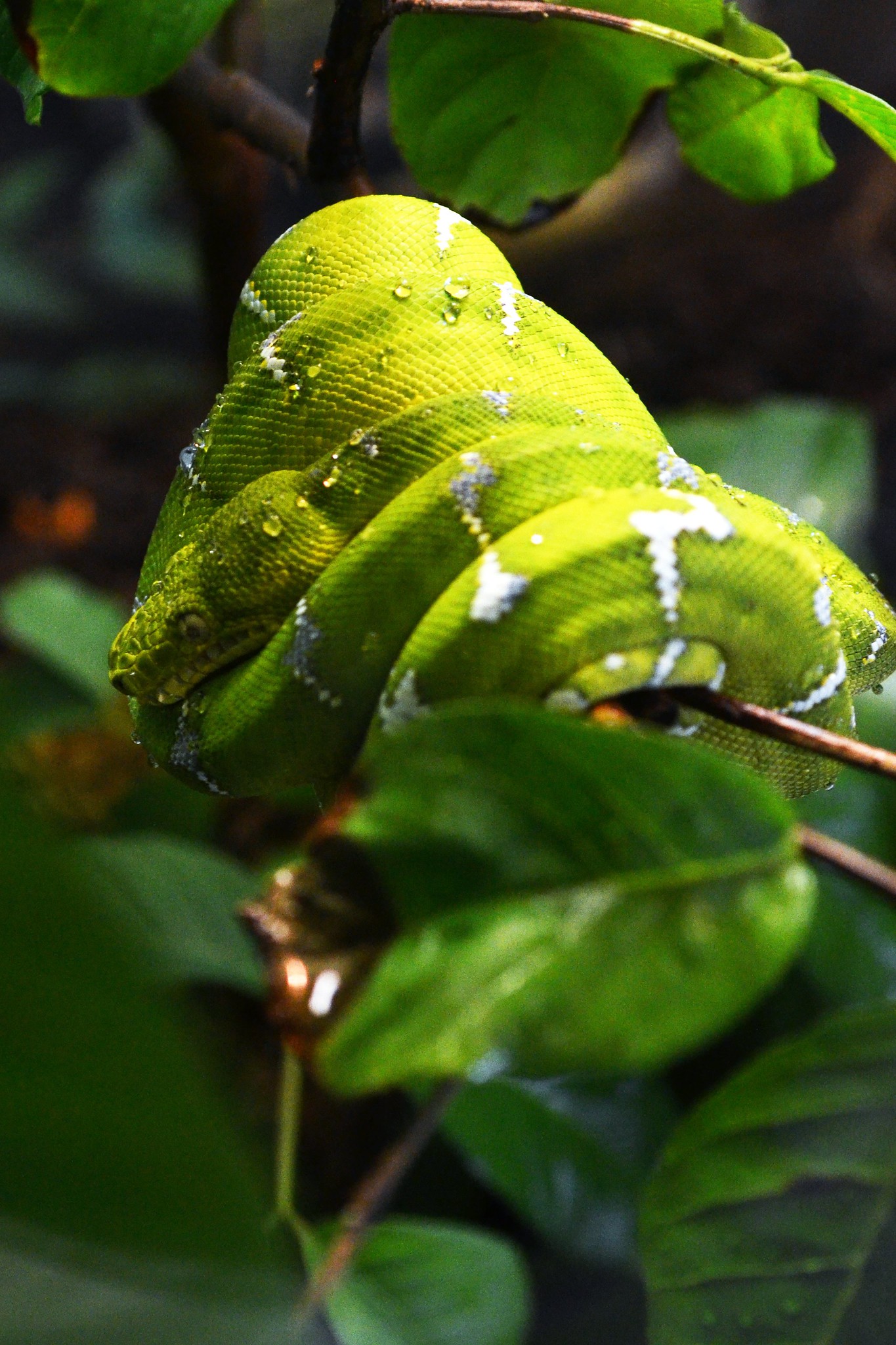 Emerald Tree Boa Facts, Habitat, Conservation Status, Zoo Populations