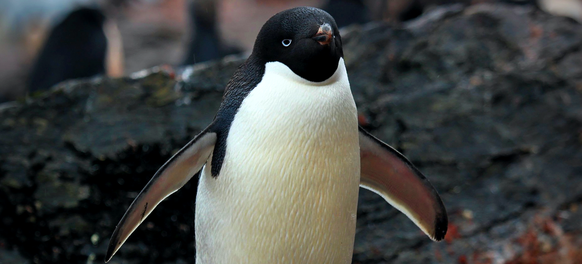 Adélie Penguin