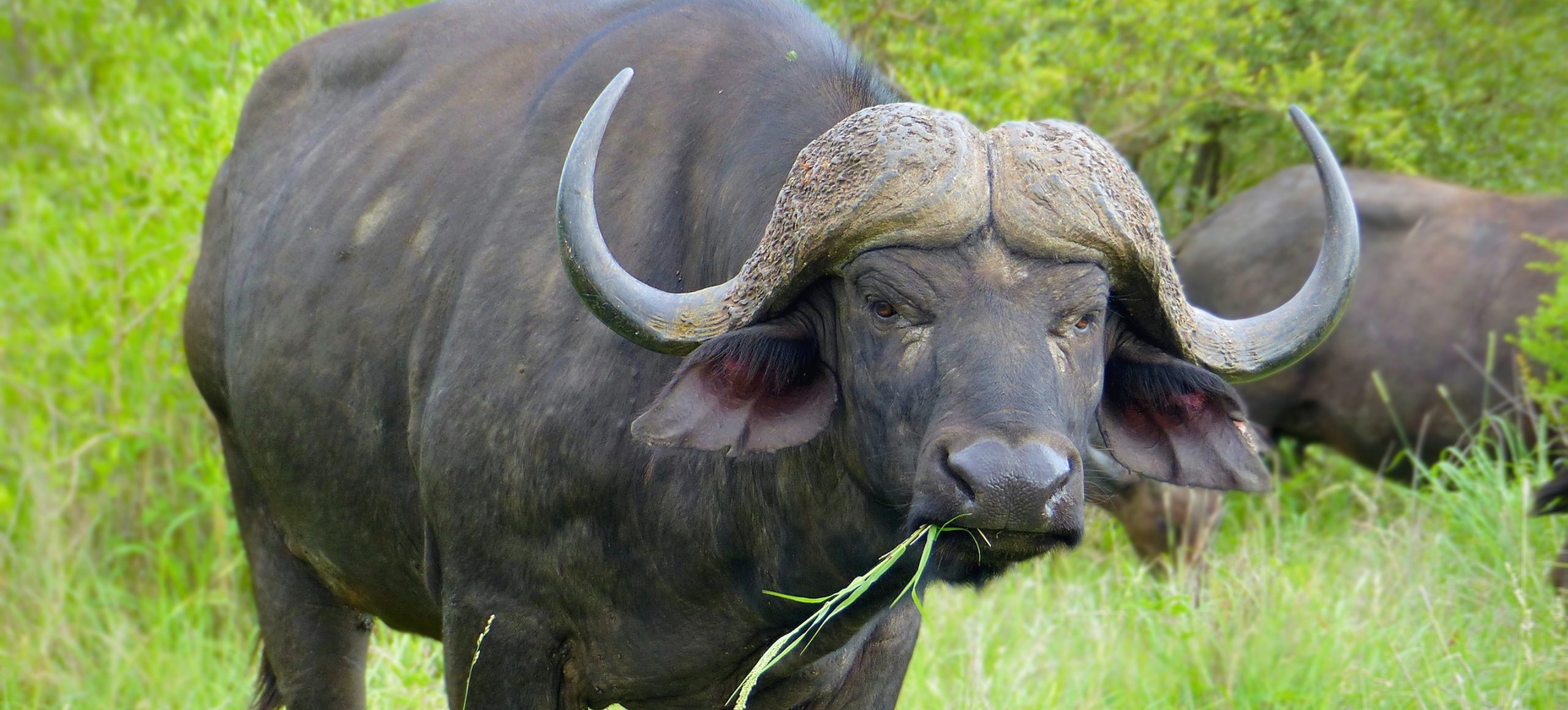 African Buffalo