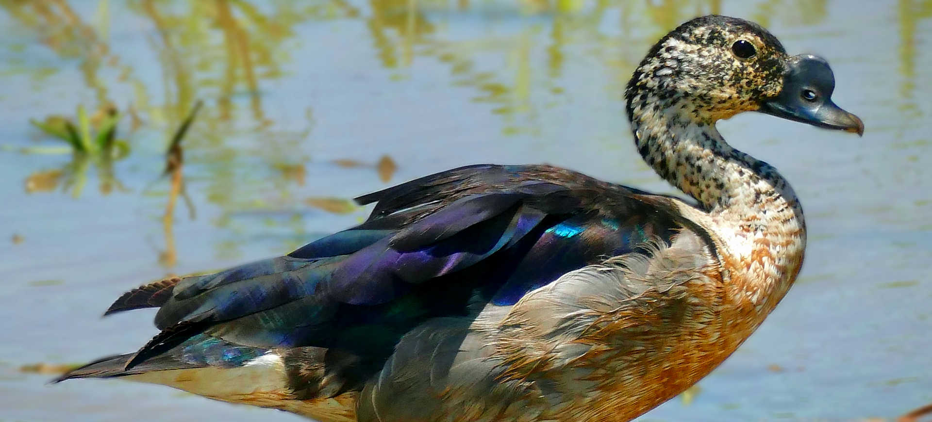 African Comb Duck