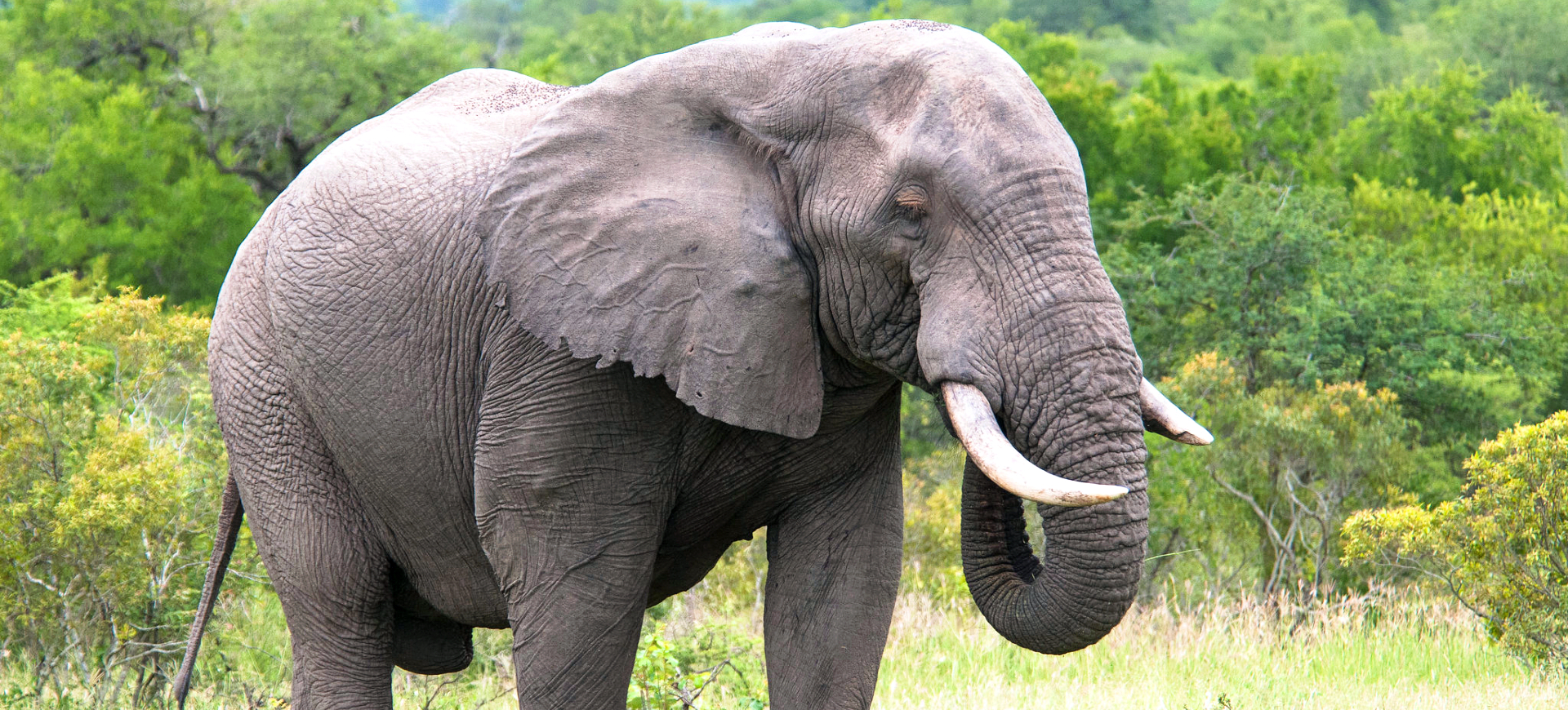 African Savanna Elephant