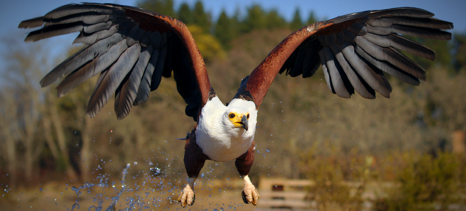 African Fish-eagle