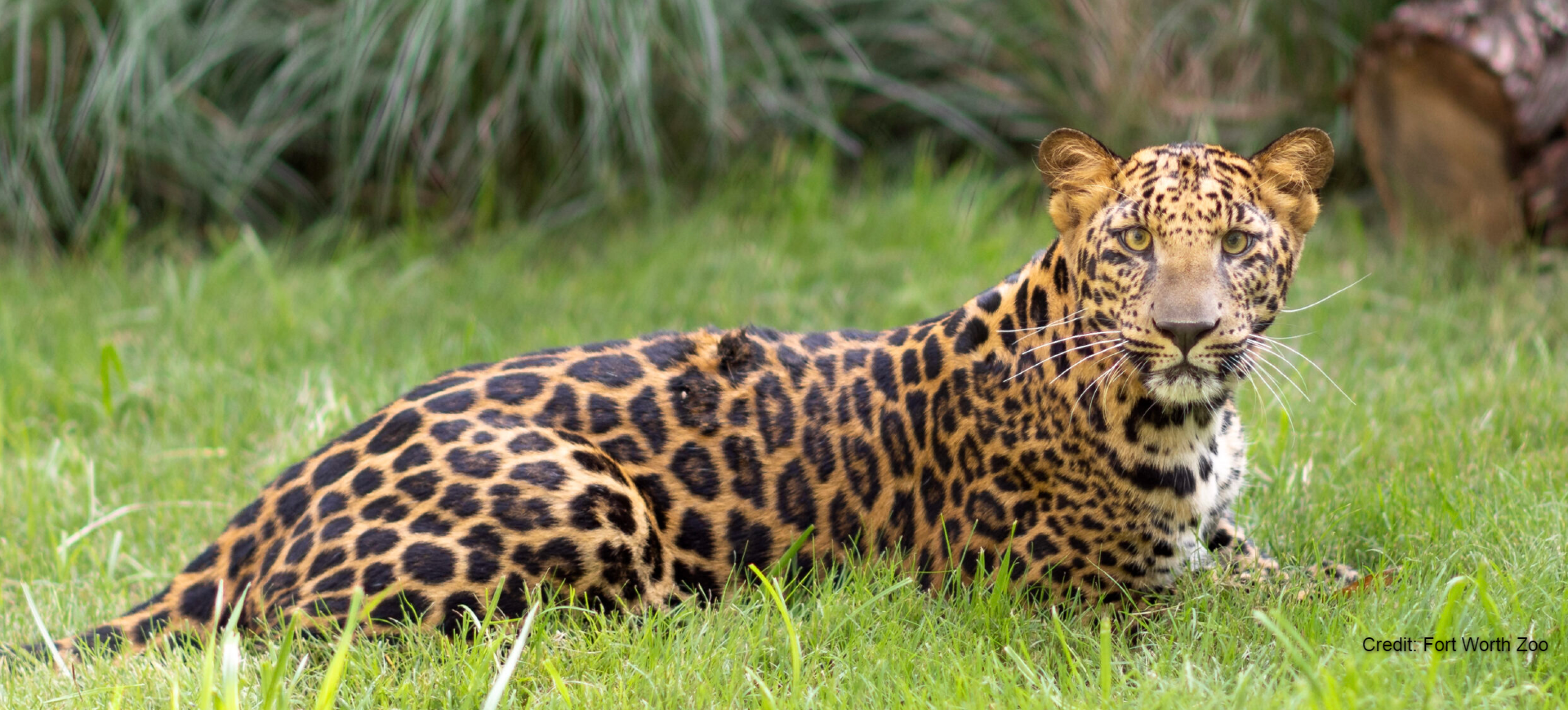 African Leopard