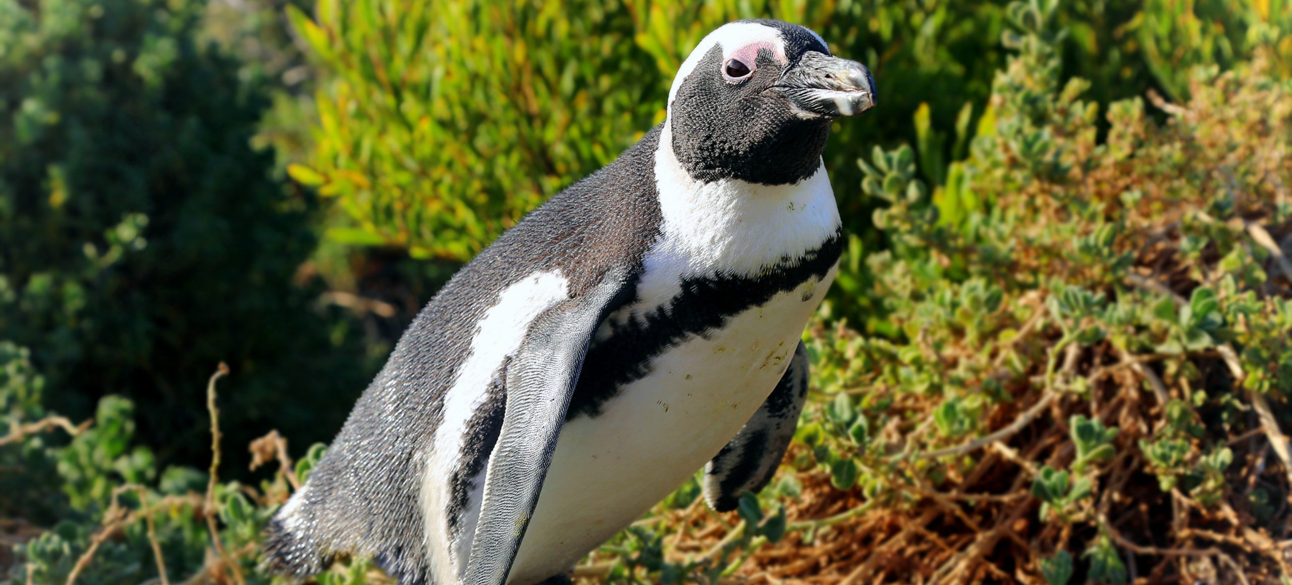 African Penguin