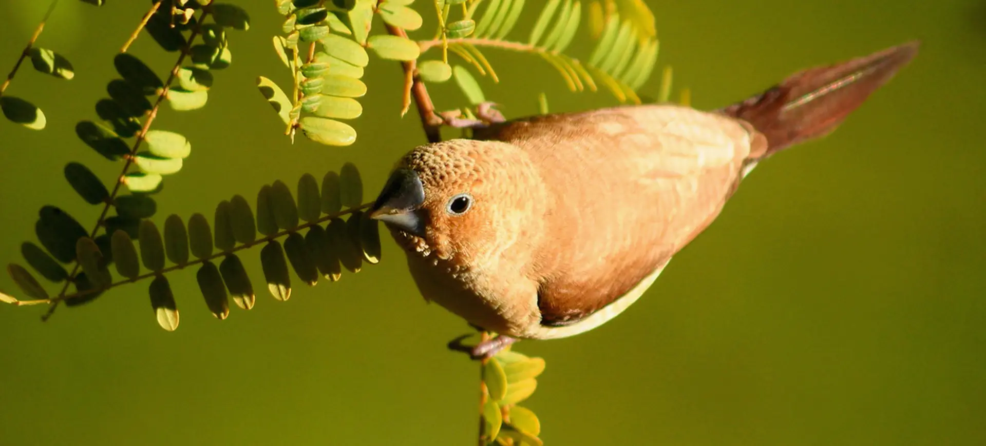 African Silverbill