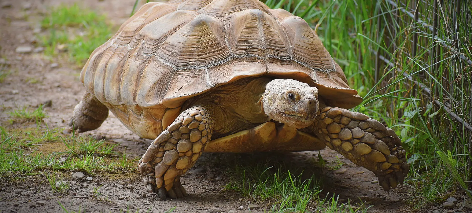 African Spurred Tortoise