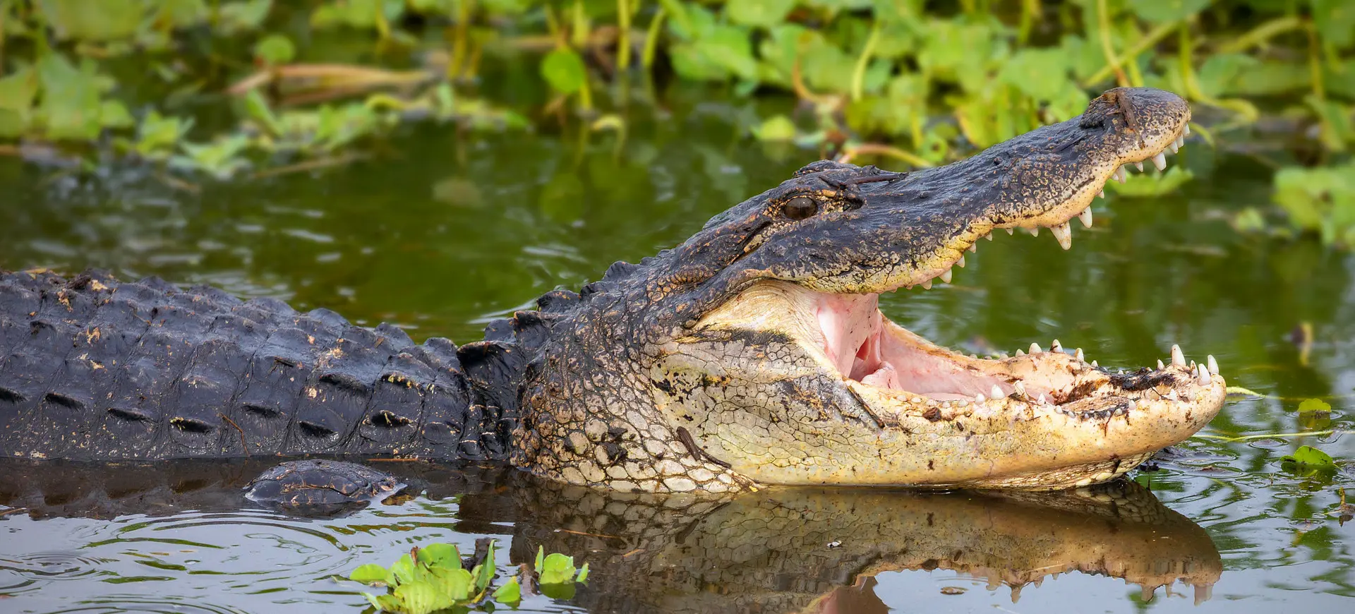 American Alligator