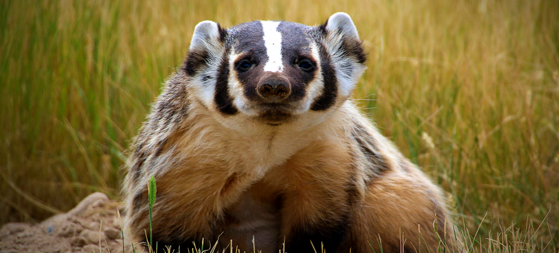 American Badger