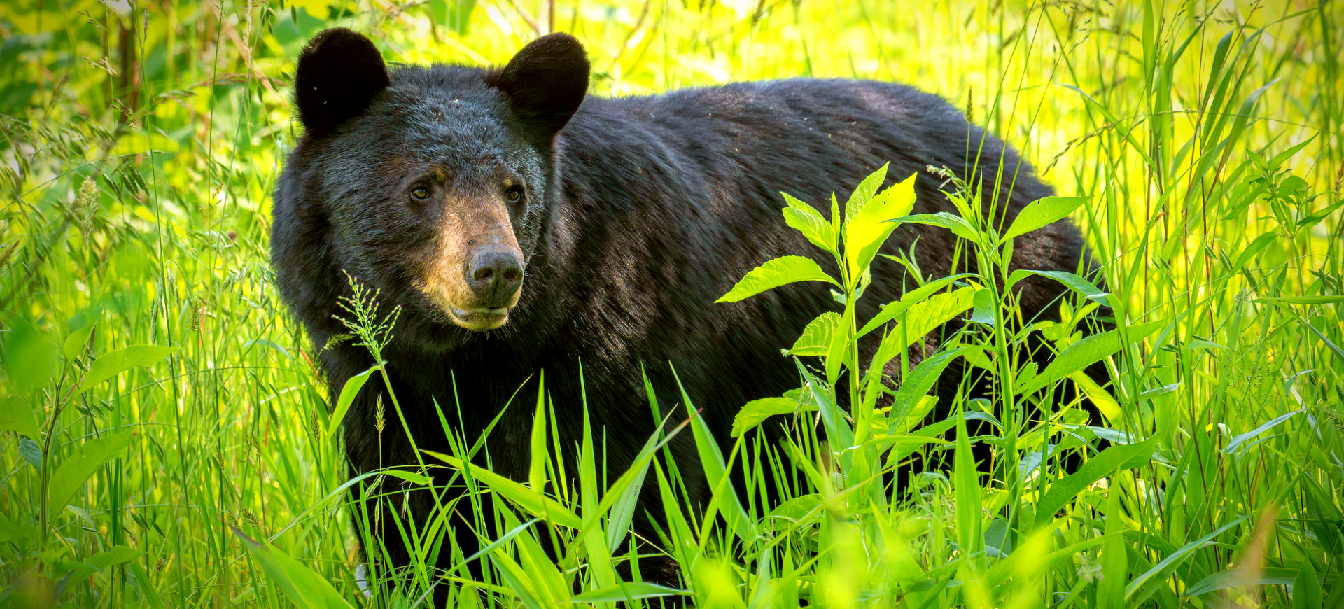 American Black Bear