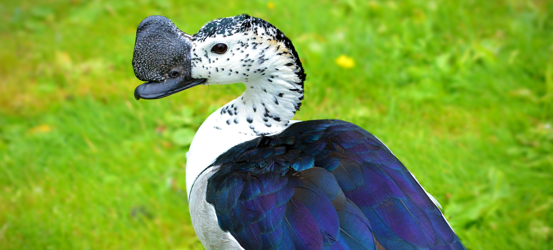 American Comb Duck