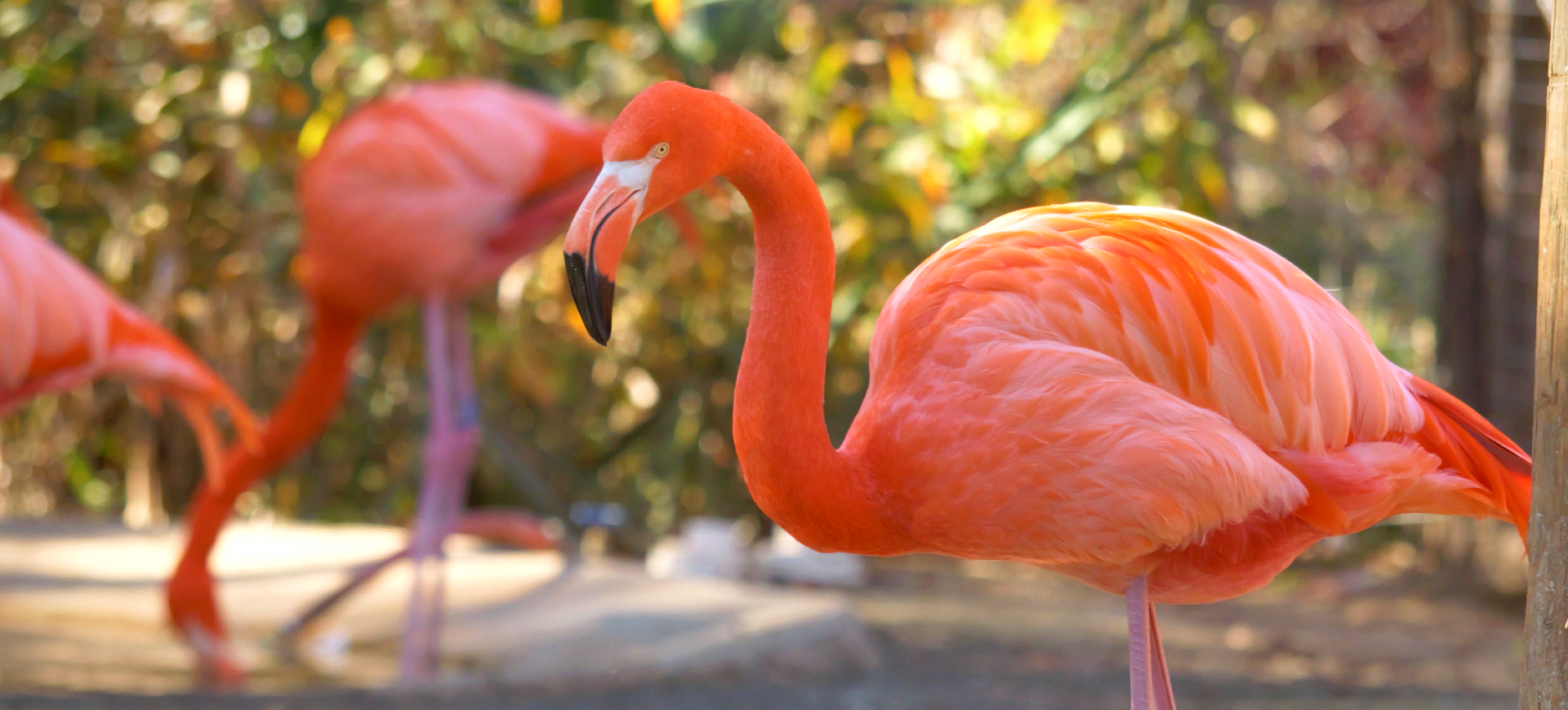 American Flamingo