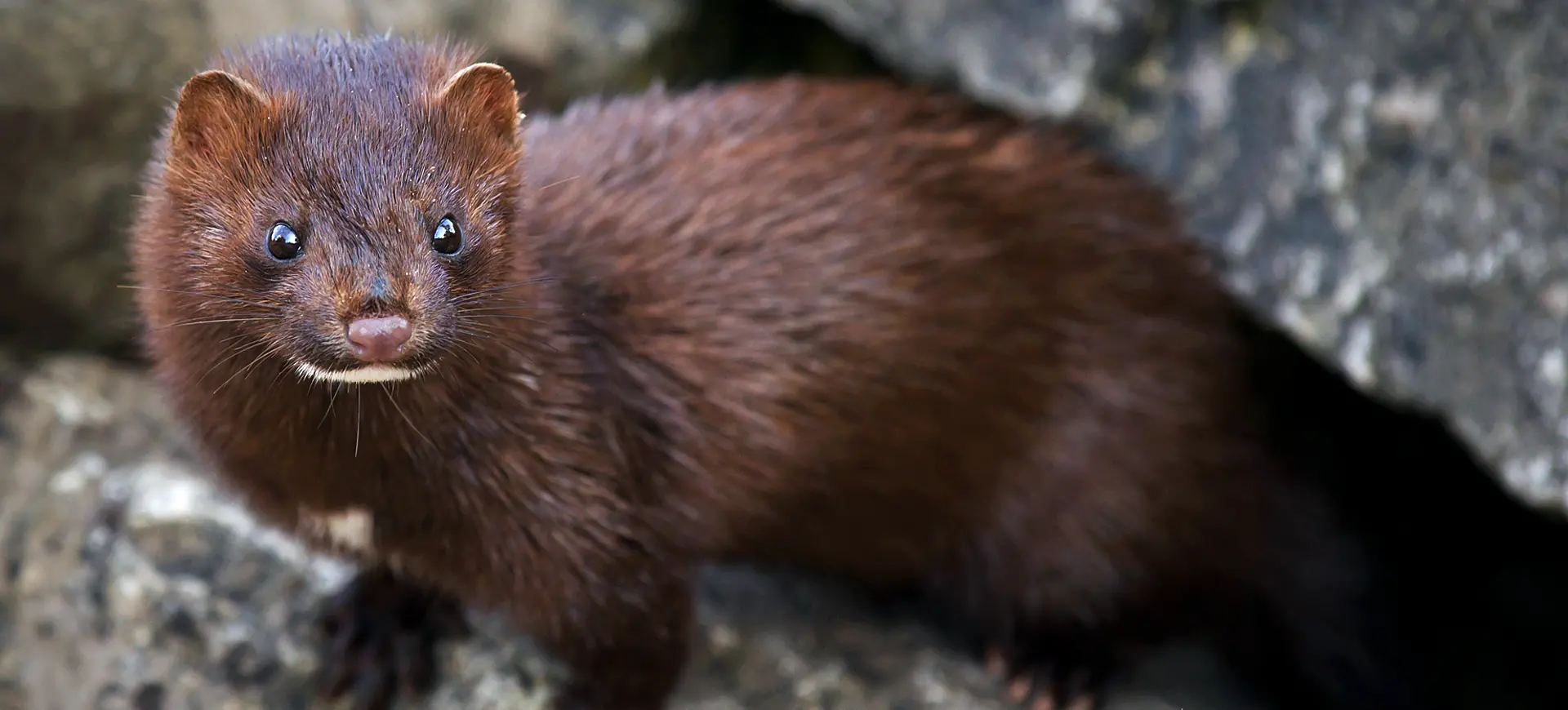 American Mink