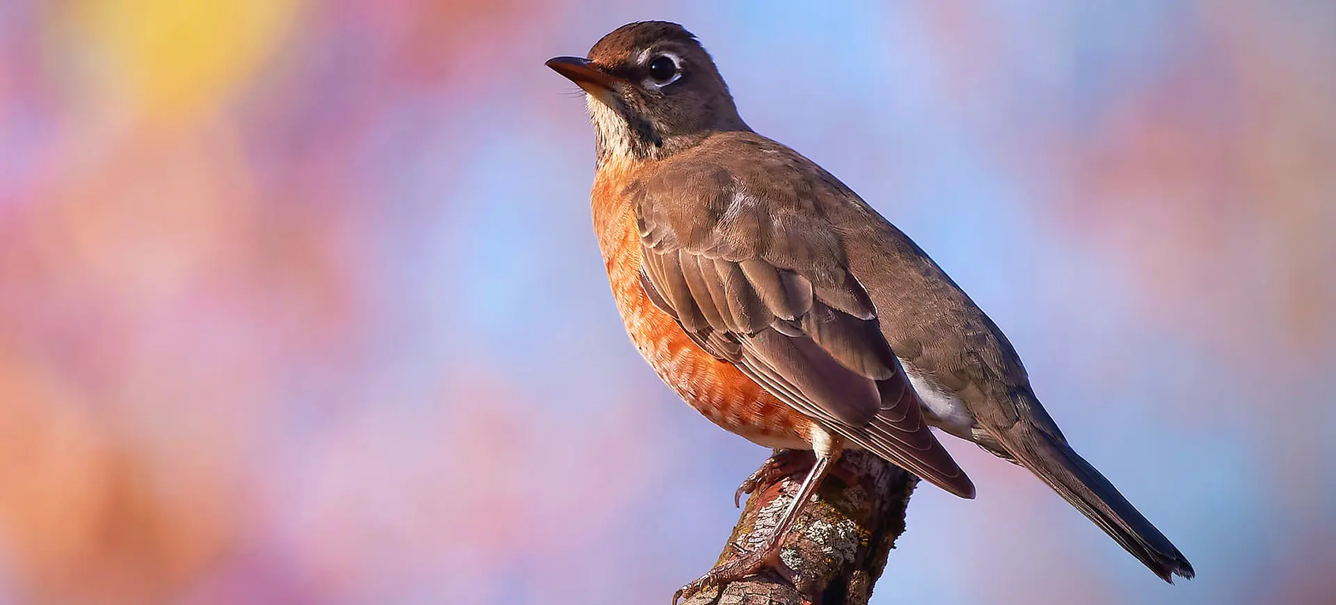 American Robin