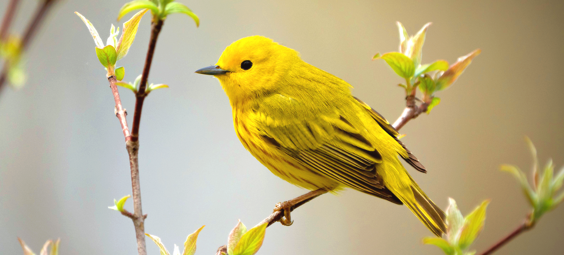 American Yellow Warbler