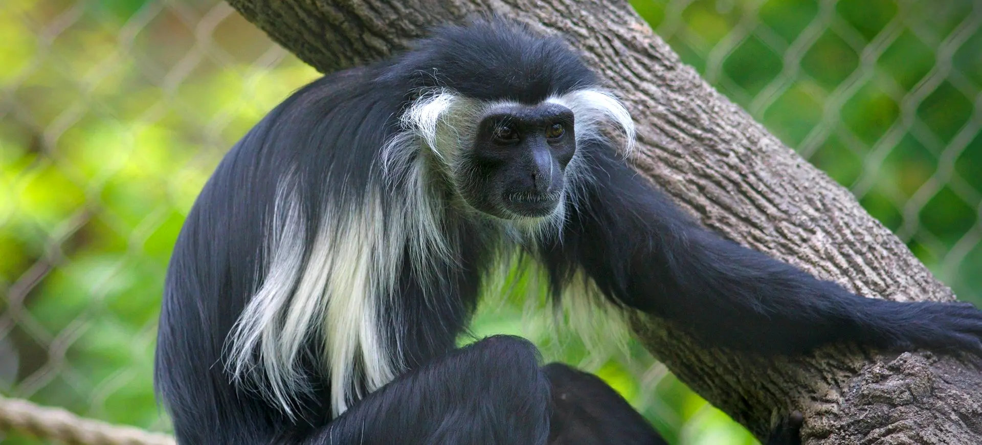 Angolan Colobus