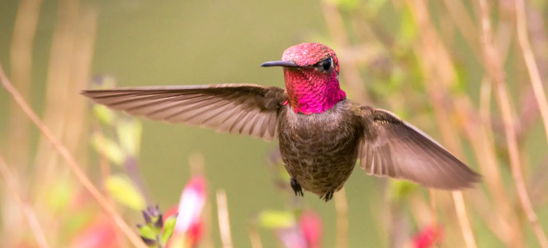 Anna's Hummingbird