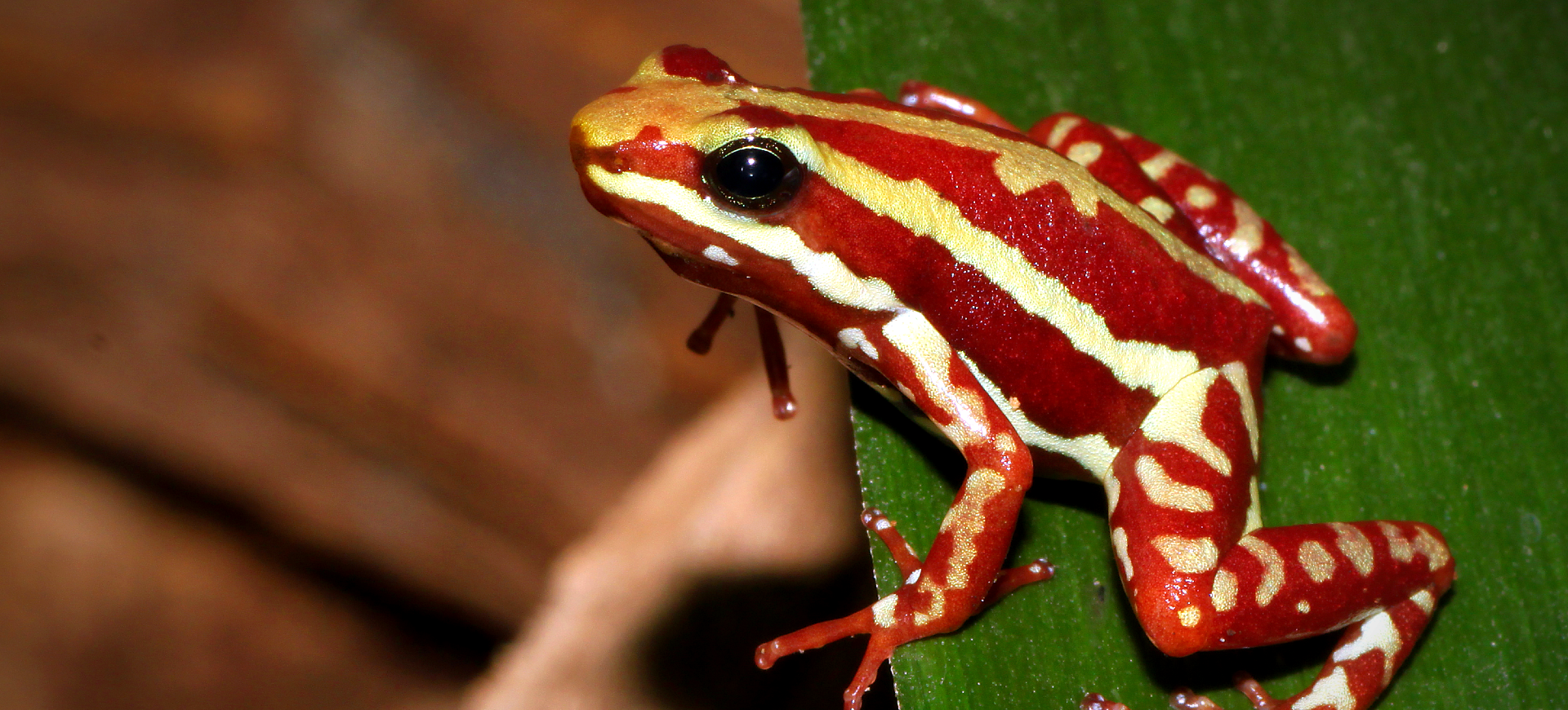 Anthony's Poison-arrow Frog