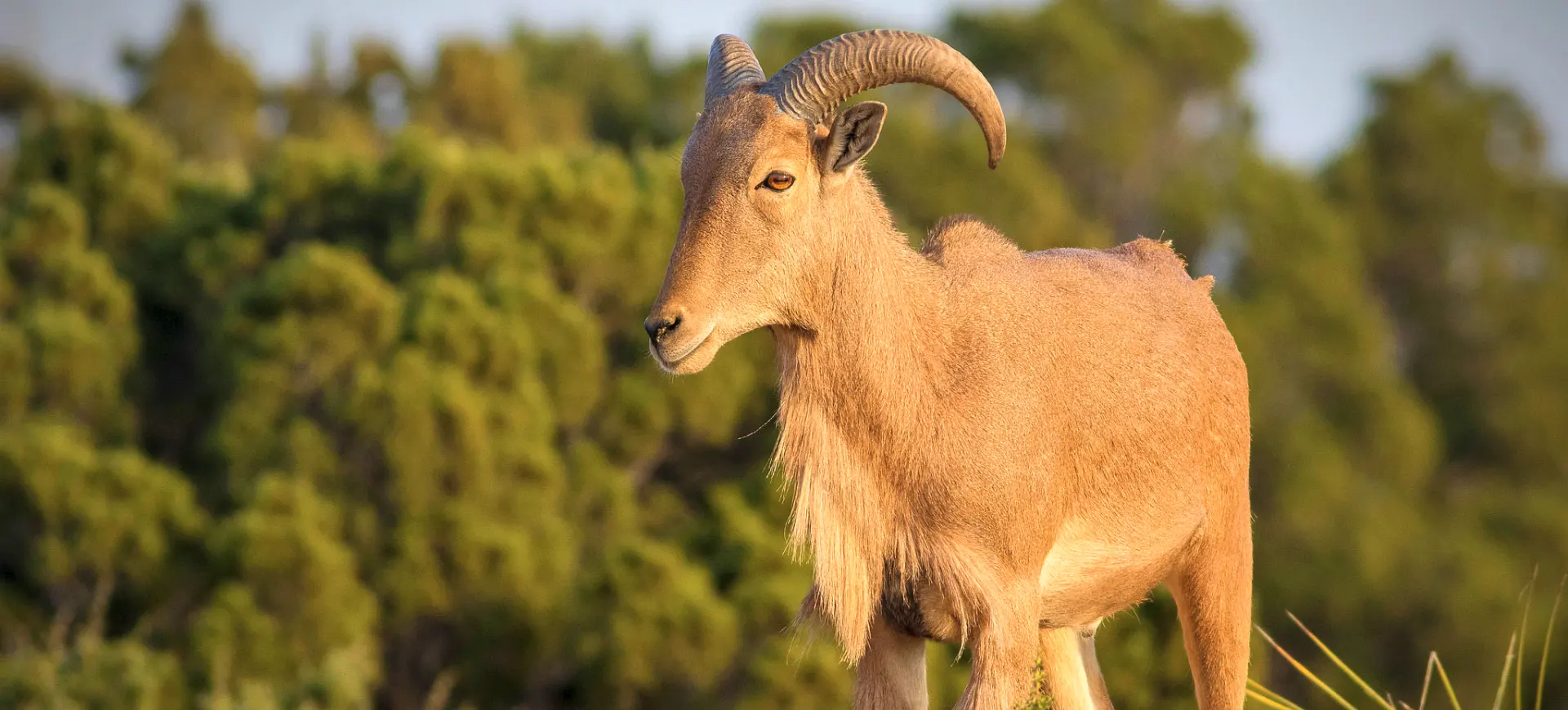 Aoudad