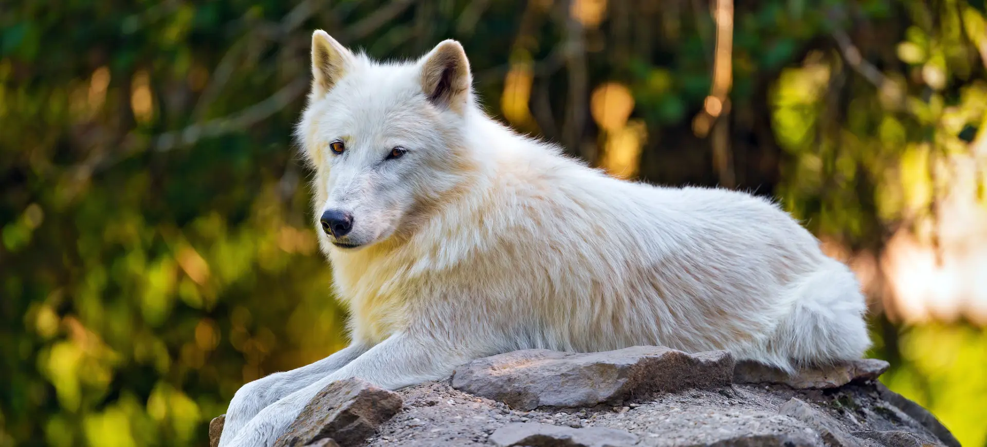 Arctic Wolf