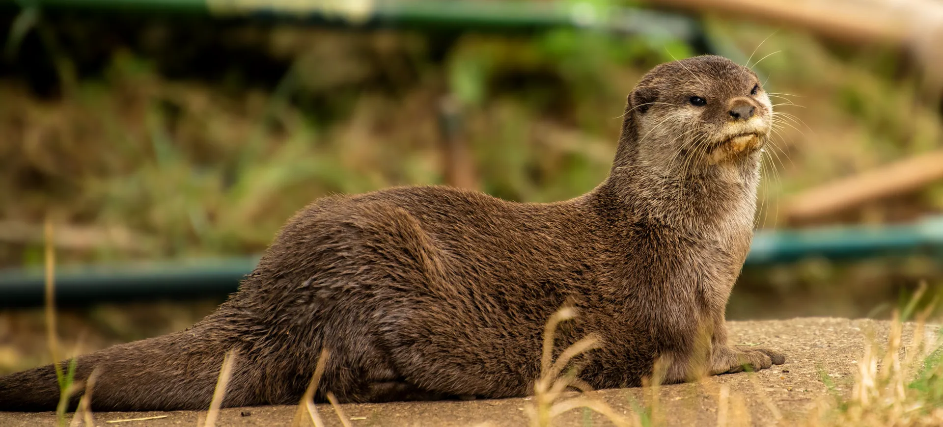 Asian Small-clawed Otter