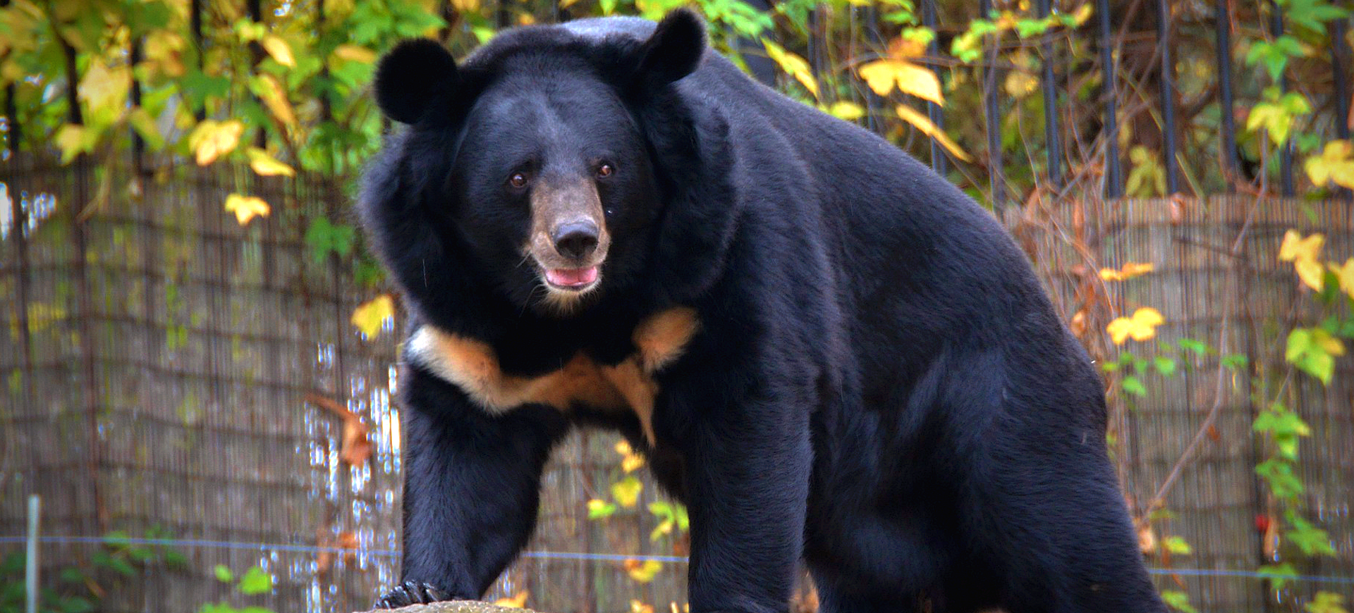 Asiatic Black Bear