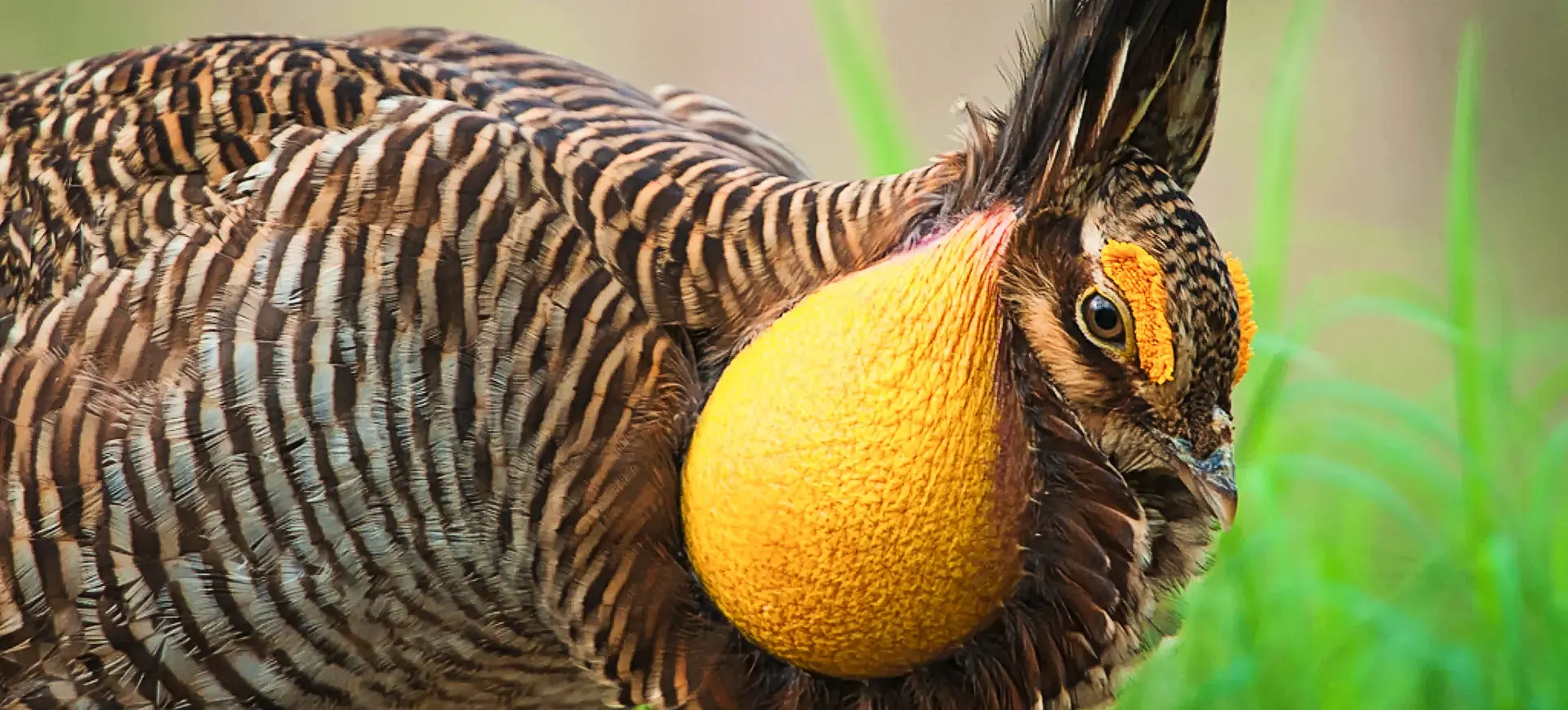 Attwater's Prairie Chicken