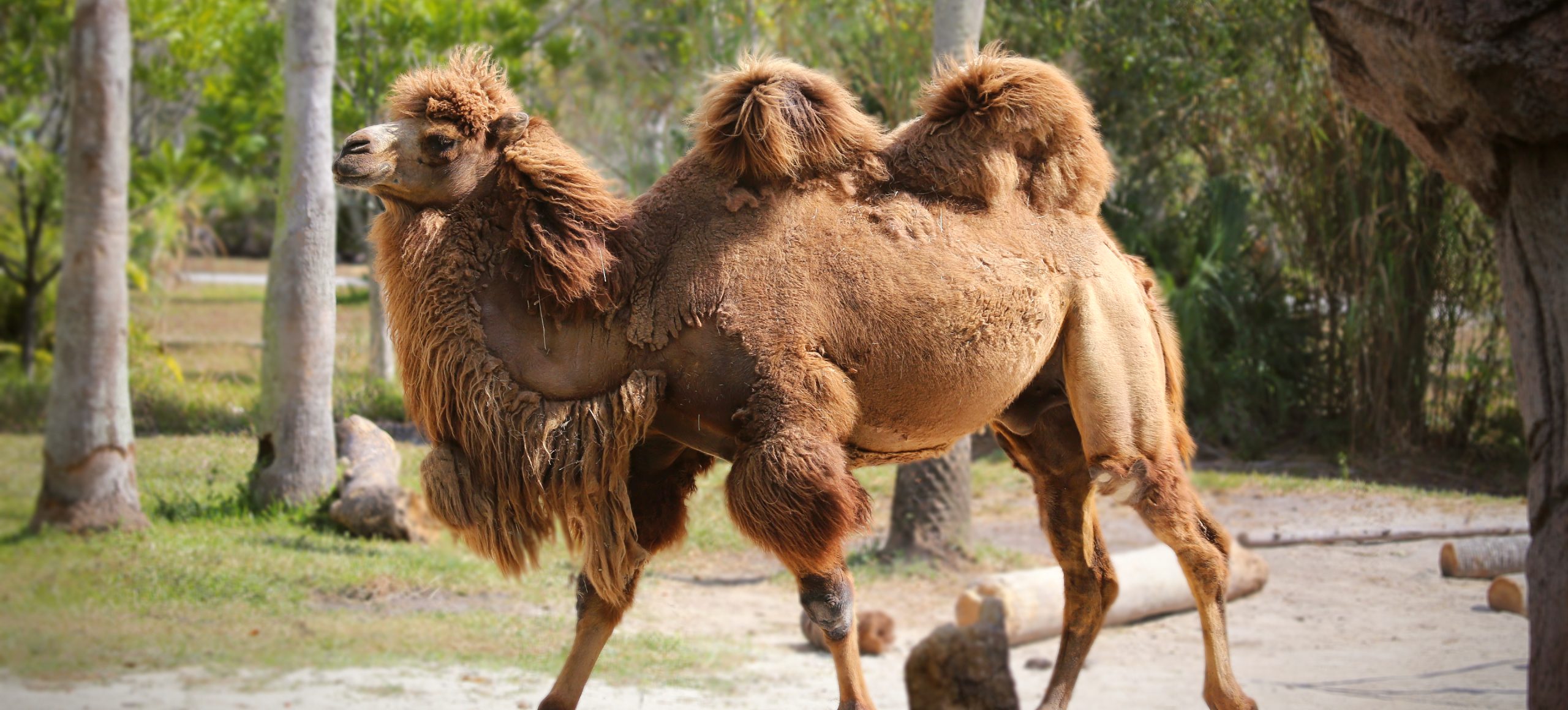 Bactrian Camel